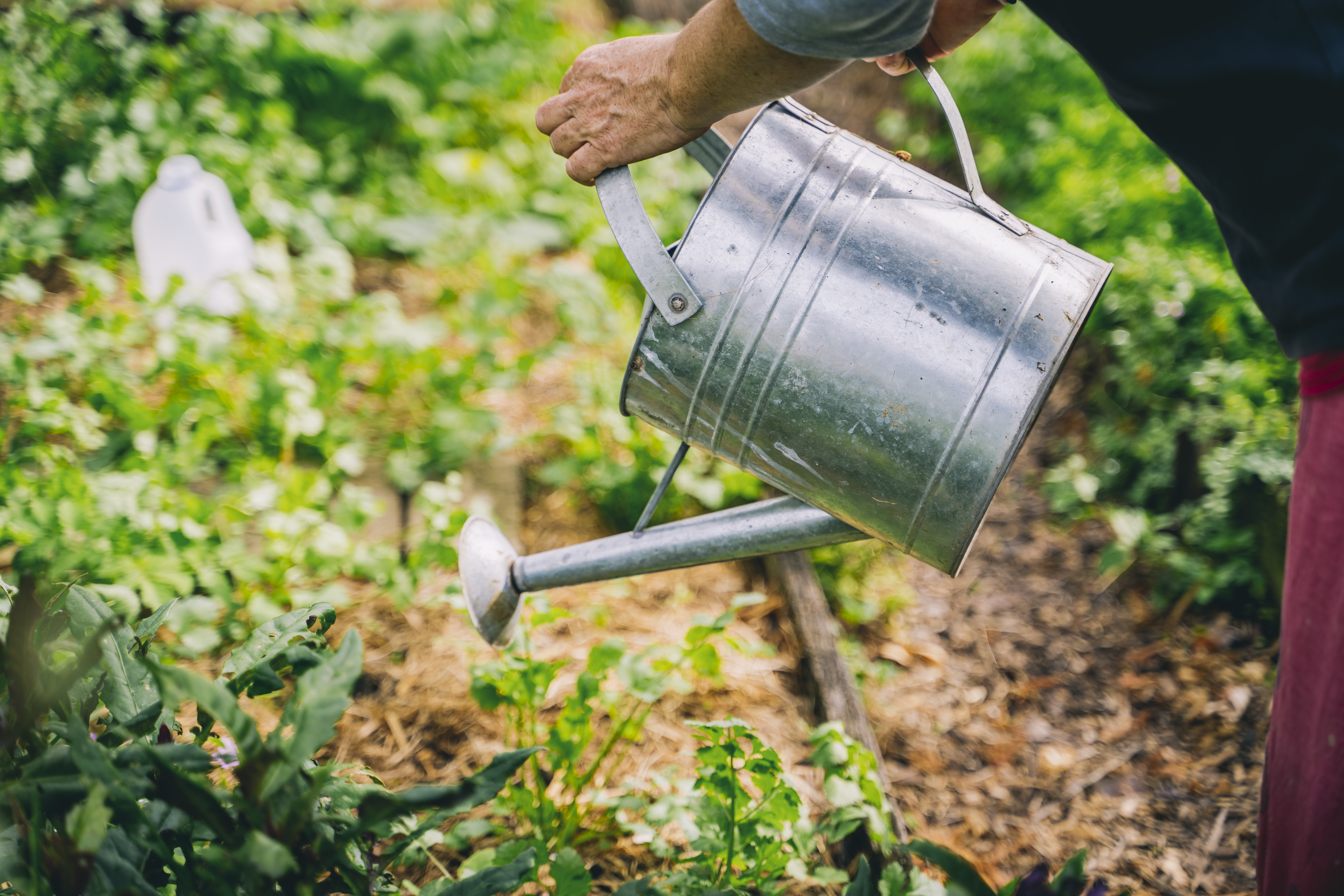 A person's hands hold a silver watering can and water a lush garden