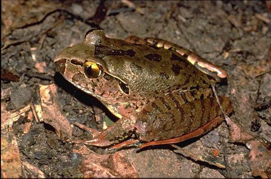 Great Barred Frog - credit QLD Government.jpg