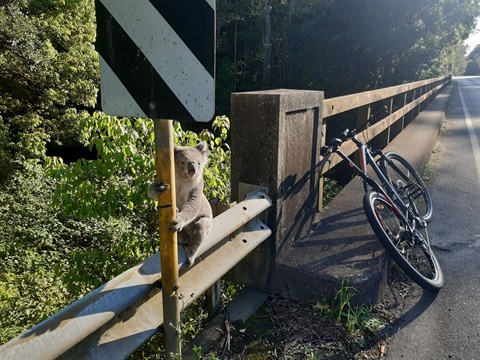 Koala-Pine-Creek-Bridge-NPWS-Martin-Smith.jpg